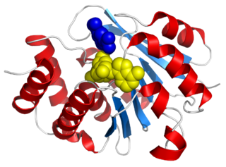 Catechol-<i>O</i>-methyltransferase Class of enzymes