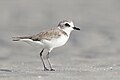 Image 17 Lesser sand plover Photograph: JJ Harrison The lesser sand plover (Charadrius mongolus) is a small wader in the plover family of birds. This highly migratory species feeds on insects, crustaceans and annelid worms. More selected pictures