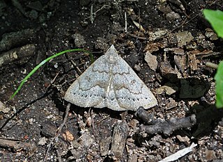 <i>Chytolita</i> Genus of moths