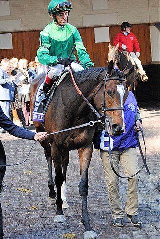 <span class="mw-page-title-main">Sistercharlie</span> Irish-bred Thoroughbred racehorse