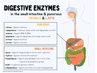 <span class="mw-page-title-main">Digestive enzyme</span> Class of enzymes