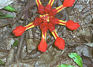 <i>Etlingera coccinea</i> Species of flowering plant