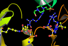 The active site of GSK-3. The three residues in blue bind the priming phosphate on the substrate, as demonstrated by the ligand. Residues D181, D200, K85, and E97. GSK3 active site.png