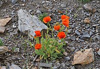 Glaucium grandiflorum