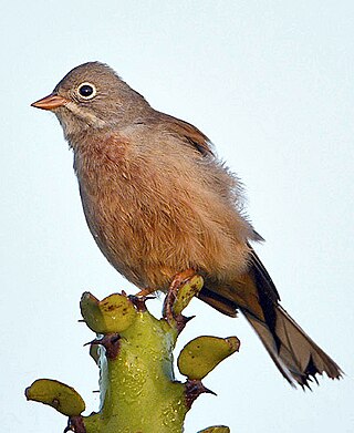 <span class="mw-page-title-main">Grey-necked bunting</span> Species of bird