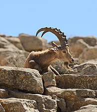 Nubian ibex