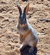 Juvenile cottontail standing in anticipation of food