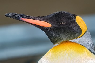 Cap de pinguin regal Aptenodytes patagonicus