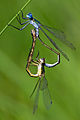 Lestes dryas (Glänzende Binsenjungfer, Paarungsrad) [D]