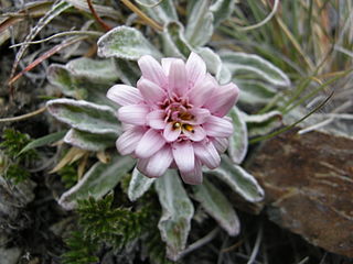 <i>Leucheria</i> Genus of flowering plants