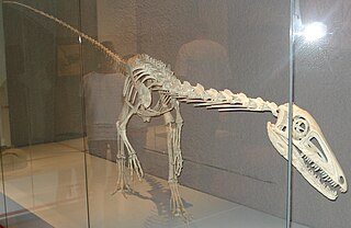 <i>Liliensternus</i> Extinct genus of dinosaurs