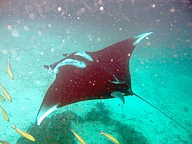 Paholaisrausku (Manta birostris)