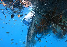 Underwater photo of marine organisms intertwined in a ghost net within the Maldives