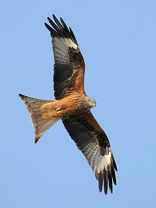 <span class="mw-page-title-main">Red kite</span> Species of bird