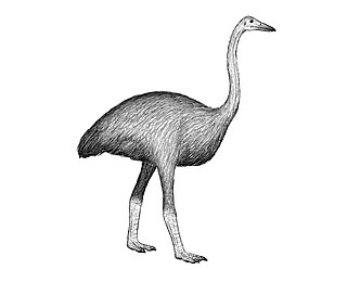 <i>Mullerornis</i> Extinct species of birds