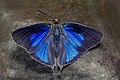 * Kandidimi: Open wing basking position of Iraota timoleon (Stoll, 1790) - Silverstreak Blue (Male. By User:Anitava Roy --Atudu 05:36, 16 September 2024 (UTC) * * Kërkohet vlerësim