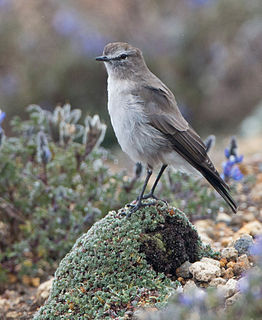 Paramo ground tyrant Species of bird