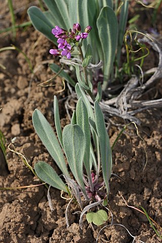 <i>Phoenicaulis</i> Genus of flowering plants