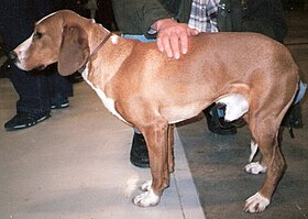 Chien courant de la vallée de la Save