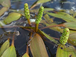 <i>Potamogeton gramineus</i> Species of aquatic plant