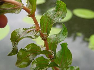 <i>Potamogeton perfoliatus</i> Species of aquatic plant