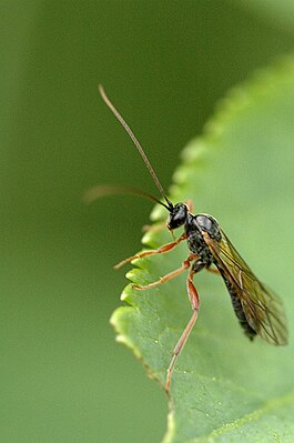 Proctotrupes gravidator