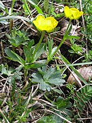 Ranunculus montanus