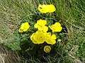 Ranunculus montanus