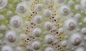 Close-up of the test showing an ambulacral groove with its two rows of pore-pairs, between two interambulacra areas (green). The tubercles are non-perforated.