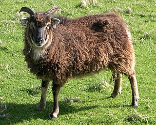 <span class="mw-page-title-main">Soay sheep</span> Scottish breed of sheep