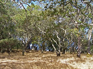 <span class="mw-page-title-main">California oak woodland</span> Plant community found in the western United States and Mexico