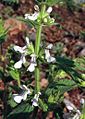 Stachys plumosa