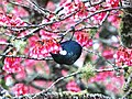 Hanging upside down to feed on spring blossom.