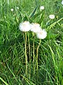 Fruiting plant, Wrocław (Poland)