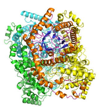 <span class="mw-page-title-main">Xylose isomerase</span> Class of enzymes