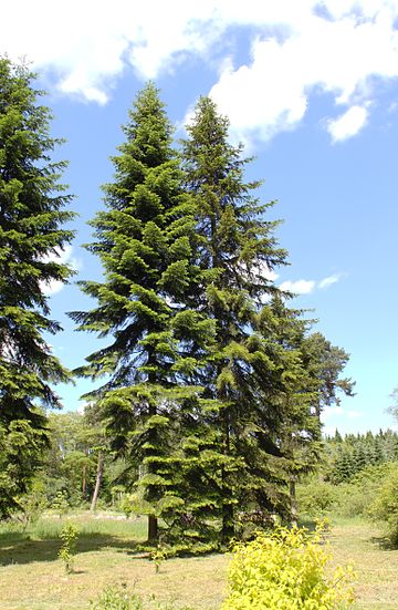 Abies sibirica