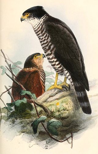 <span class="mw-page-title-main">Semicollared hawk</span> Species of bird