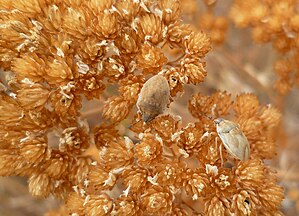 Achillea millefolium in Wenatchee foothills, Chelan County Washington