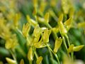 Acianthera leptotifolia flowers