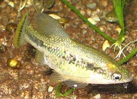 Ameca splendens