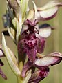 Anacamptis coriophora Italy - Sardinia