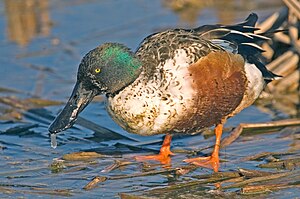 Slob (Anas clypeata), en wörd. LC - least concern (ei trüüwet)