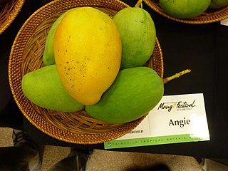 <span class="mw-page-title-main">Angie (mango)</span> Mango cultivar