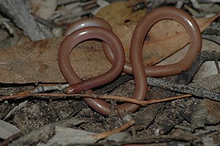 Prong-snouted blind snake Species of snake