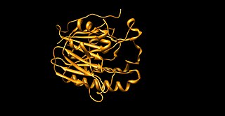 <span class="mw-page-title-main">AP endonuclease</span> Enzyme involved in DNA repair