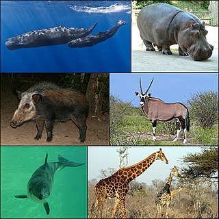 <span class="mw-page-title-main">Artiofabula</span> Clade of mammals comprising pigs, cows, hippos, and whales, among others