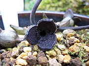 Asarum yoshikawae