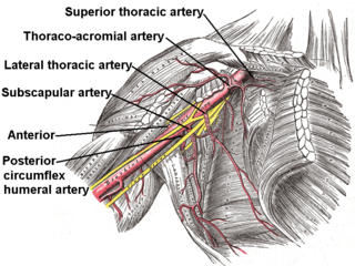 <span class="mw-page-title-main">Subscapular artery</span> Large blood vessel