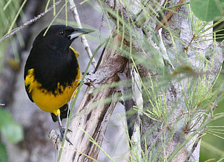 <span class="mw-page-title-main">Bahama oriole</span> Species of songbird