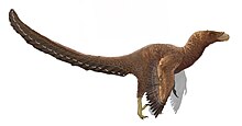 Artist's restoration of the juvenile specimen Bambiraptor reconstruction.jpg